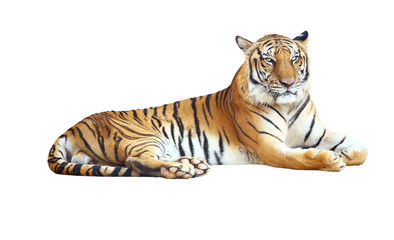 tiger looking camera with clipping path on white background
