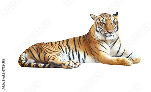 Fotomural Tiger looking camera with clipping path on white background