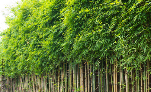 Obraz w ramie green bamboo wall