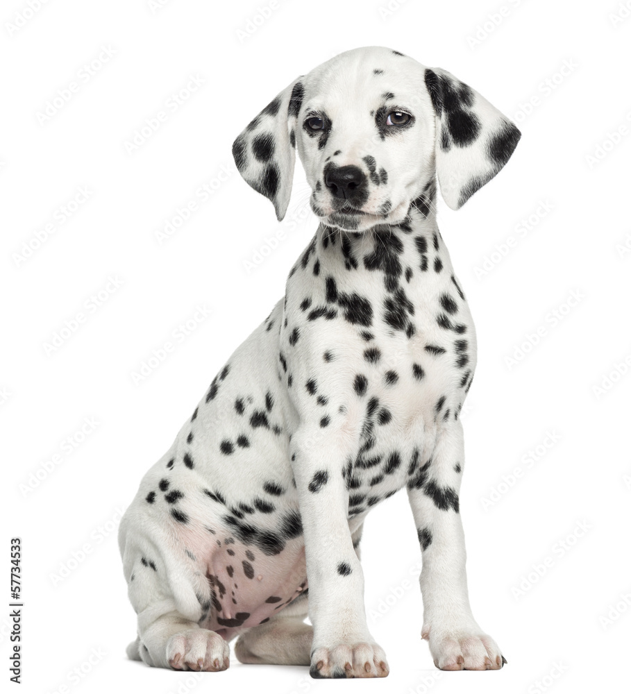 Dalmatian puppy sitting, isolated on white - obrazy, fototapety, plakaty 