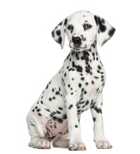 Dalmatian Puppy Sitting, Isolated On White