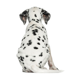 Rear view of a Dalmatian puppy, sitting, isolated on white