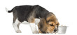 Side view of a Beagle puppy sniffing food, isolated on white