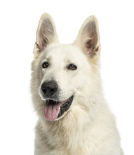 Close Up Of A White Swiss Shepherd Dog Panting, Isolated
