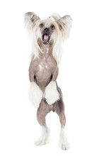 Dancing Chinese Crested Dog On A White Background In Studio