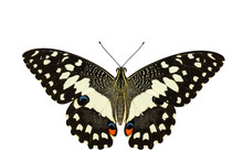 Top View Of Lime Butterfly In White Background