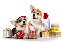 Puppies  Corgi Wearing A Santa Hat