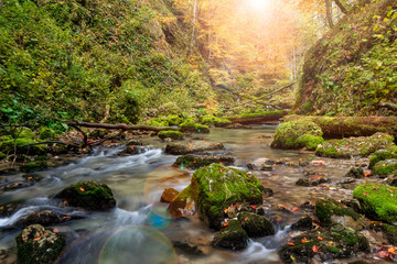 Wall Mural - River deep in mountain and forest