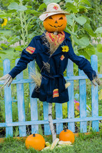 Scarecrow In The Garden - Autumn Harvests