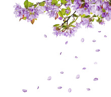 Lilac Flower Tree Branches And Falling Petals