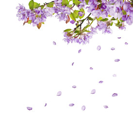 Wall Mural - lilac flower tree branches and falling petals