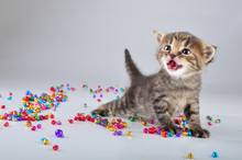 Little Kitten With Small Metal Jingle Bells Beads