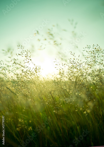 Summer Dry Grass