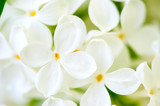 Fototapeta Storczyk - white lilac flowers closeup