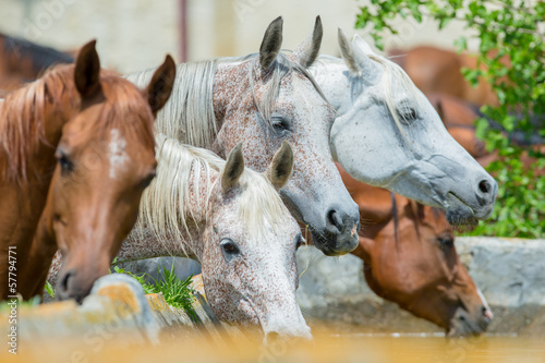Obraz w ramie Arabian horses drinking water
