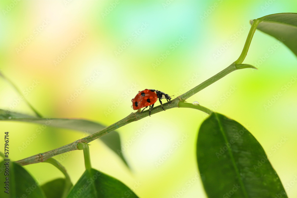 Beautiful ladybird on green plant