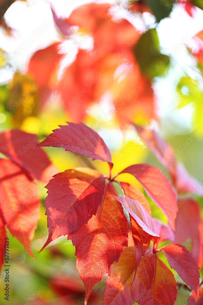 Red leaves on bright background