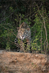 Wall Mural - Jaguar, Panthera onca