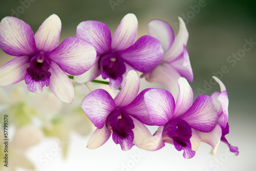 Naklejka na szafę orchid