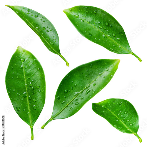 Fototapeta na wymiar Citrus leaves with drops isolated on a white background