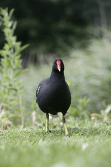 Canvas Print - Moorhen, Gallinula chloropus