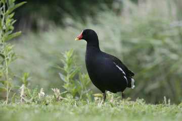 Sticker - Moorhen, Gallinula chloropus