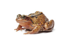 Single Brown Frog