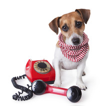 Dog With Retro Phone
