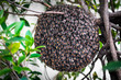 © worac - Honeybee swarm