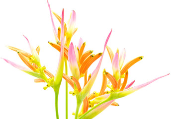 Wall Mural - Heliconia 'Sassy'
