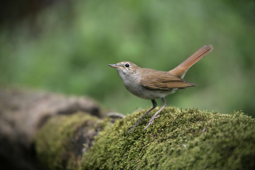 Canvas Print - Nightingale, Luscinia megarhynchos,