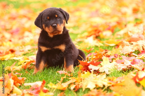 Fotografie, Obraz Rottweiler Puppy Sitting in Autumn Leaves