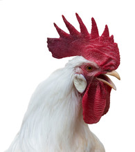 White Rooster Crowing