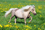 Funny Falabella pony in spring meadow