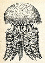 Jellyfish Catostylus Tagi