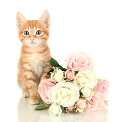 Wall Mural - Cute little red kitten with roses isolated on white