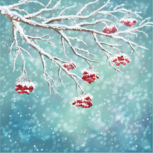 Winter Snow-covered Rowanberry Branch Background
