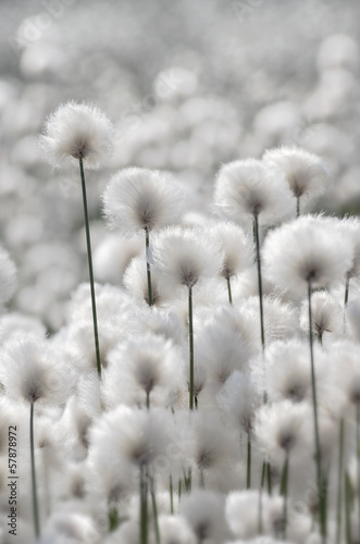 Flowering Cotton Grass