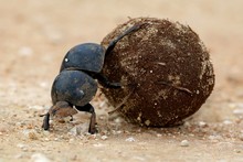 Flighless Dung Beetle Rolling Ball