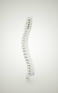 Spine rendered