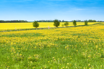 Fotomurales - Endlich Frühling, Löwenzahn, gelbe Blumenwiese