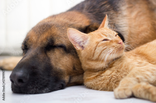 Photo cat and dog sleeping together
