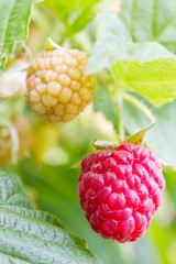 Raspberries