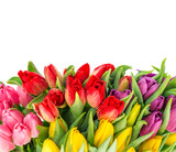 Fototapeta Tulipany - bouquet of fresh spring tulips with water drops