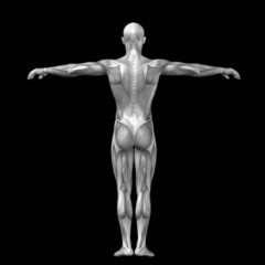 3d human man anatomy for health or medicine