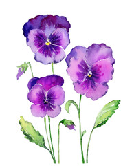 Wall Mural - Watercolor Pansies