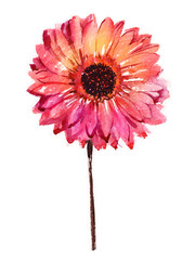 Wall Mural - Watercolor flower gerbera