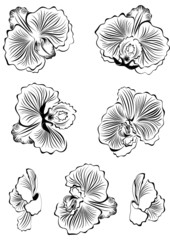 Wall Mural - Set of black flower orchids design elements