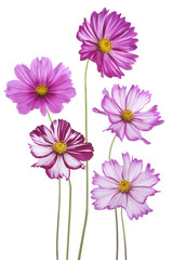 cosmos