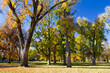 Fall Trees in City Park - Denver, Colorado